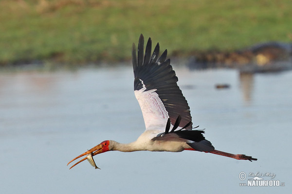 Nesyt africký (Mycteria ibis)