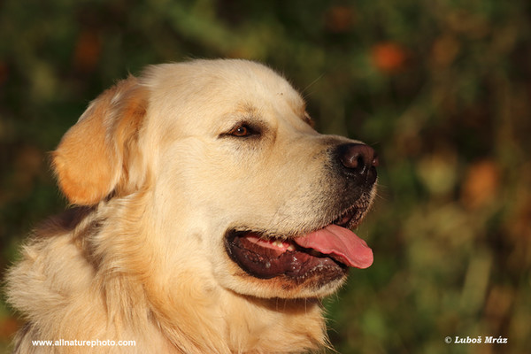 Pes domácí, Zlaty retrívr (Canis lupus familiaris)