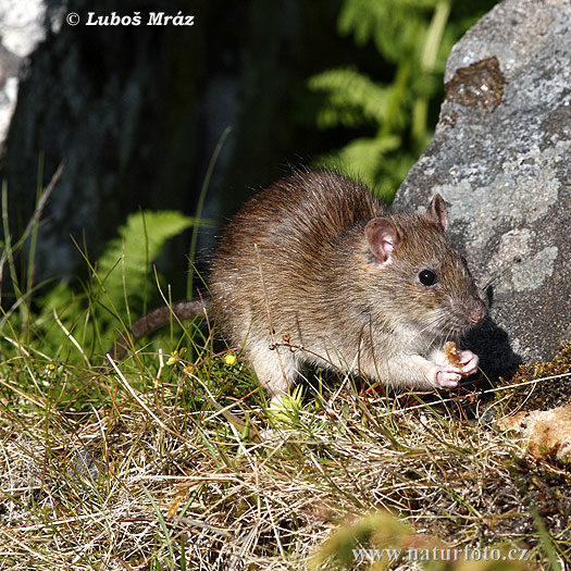 Potkan hnedý (Rattus norvegicus)