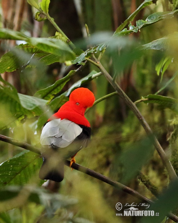 Skalňák andský (Rupicola peruvianus)