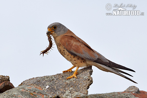 Sokol bielopazúravý (Falco naumanni)