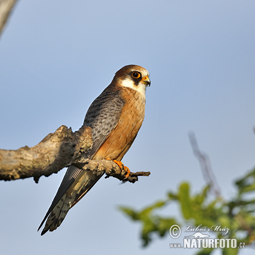 Sokol kobcovitý (Falco vespertinus)