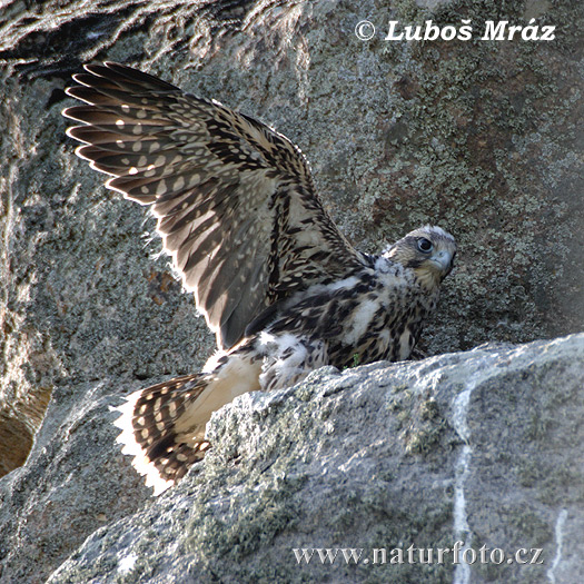 Sokol tmavý (Falco biarmicus)