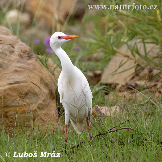 Volavka chochlatá (Bubulcus ibis)