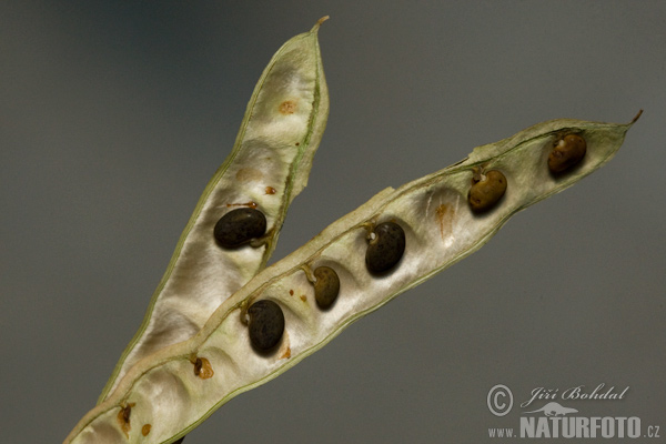 Agát biely (Robinia pseudoacacia)