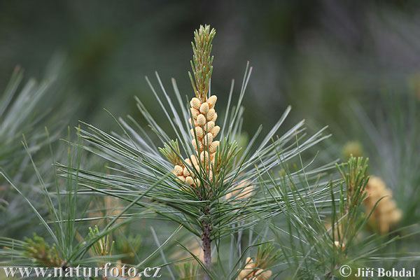 Borovica hladká (Pinus strobus)
