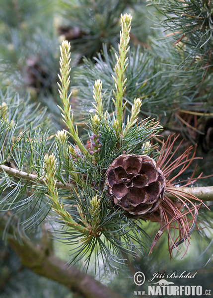 Borovica limbová (Pinus cembra)