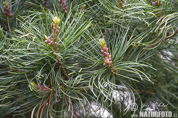 Borovica limbová (Pinus cembra)