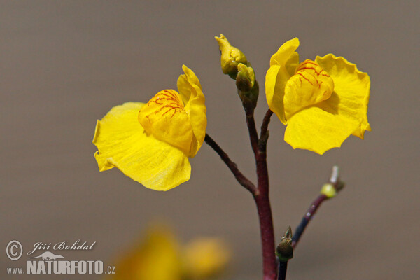 Bublinatka jižní (Utricularia australis)