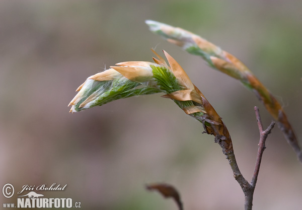 Buk lesný (Fagus sylvatica)