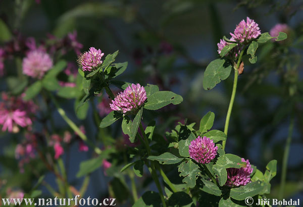 Ďatelina lúčna (Trifolium pratense)