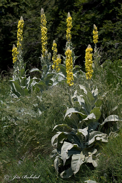 Divozel (Verbascum sp.)