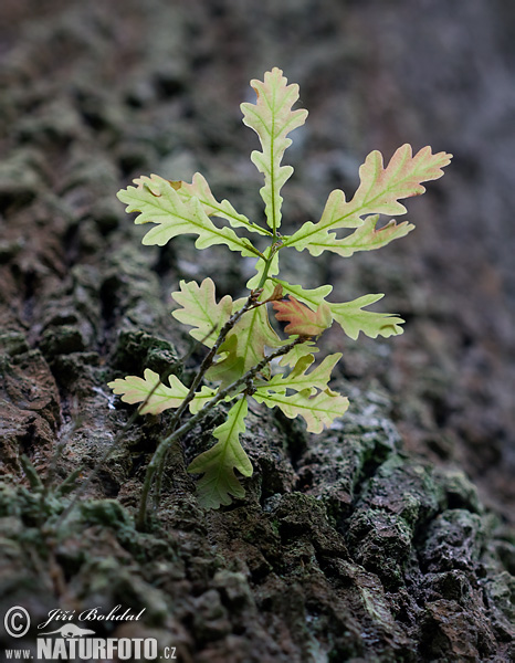 Dub letný (Quercus robur)