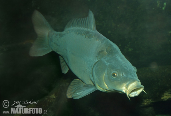 Kapr obecný (Cyprinus carpio)