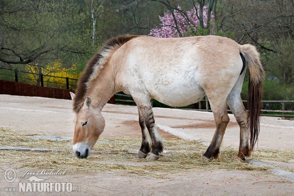 Kôň Przewalského (Equus przewalskii)