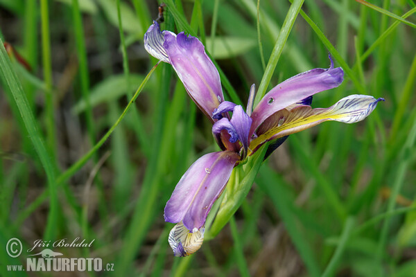 Kosatec trávolistý (Iris graminea)