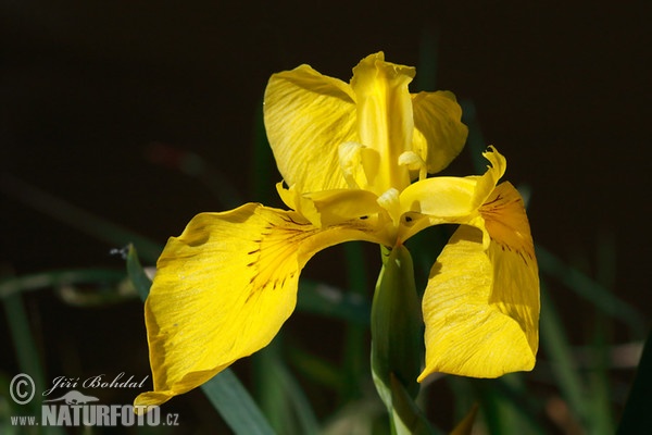 Kosatec žltý (Iris pseudacorus)
