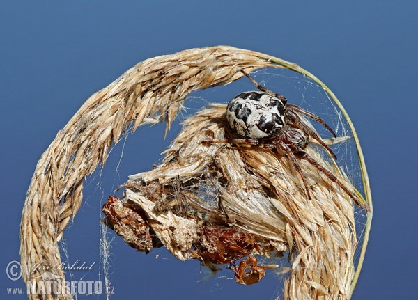 Křižák rákosní (Larinioides cornutus)