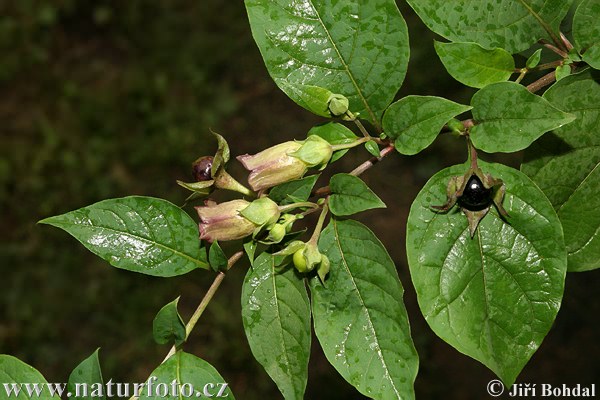 Ľuľkovec zlomocný (Atropa bella-donna)