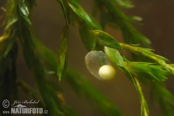 Mlok hrebenatý - vajíčko (Triturus cristatus)