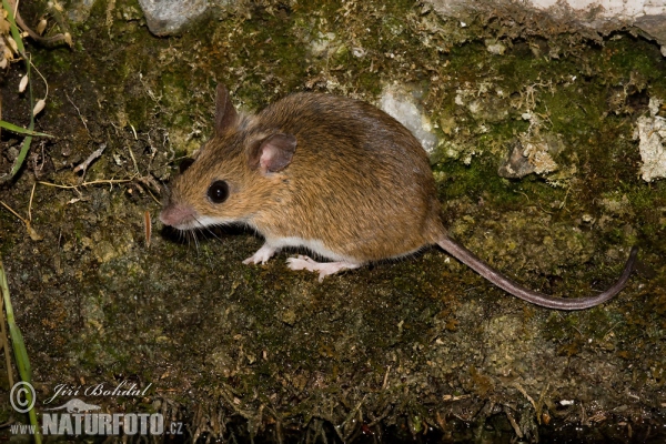 Myšice křovinná (Apodemus sylvaticus)