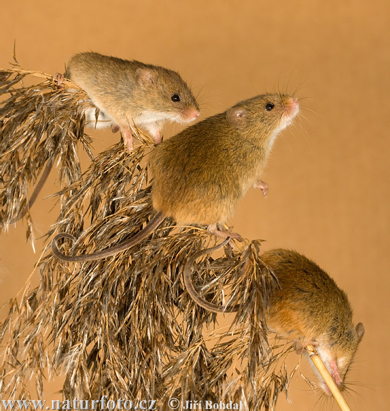 Myška drobná (Micromys minutus)