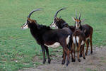 Antilopa vraná (Hippotragus niger)