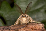 Bekyně velkohlavá (Lymantria dispar)