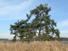 Borovica lesná sosnová