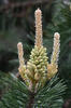Borovice blatka (Pinus uncinata var.rotundata)