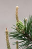 Borovice blatka (Pinus uncinata var.rotundata)