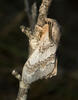 Bourovec borový (Dendrolimus pini)