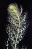 Bublinatka jižní (Utricularia australis)