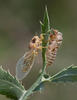 Cikáda chlumní (Cicadetta montana)