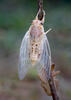 Cikáda chlumní (Cicadetta montana)
