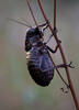 Cvrček (Bradyporus dasypus)