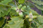 Dub zimní (Quercus petraea)