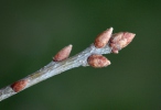 Dub zimní (Quercus petraea)