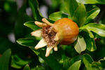 Granátové jablko (Punica granatum)