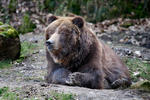 Grizzly (Ursus arctos horribilis)