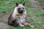 Hyena čabraková (Hyaena brunnea)