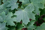 Javor mléč (Acer platanoides)