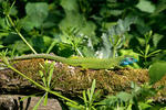 Ještěrka zelená (Lacerta viridis)