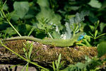 Ještěrka zelená (Lacerta viridis)