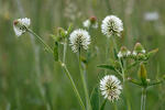 Jetel horský (Trifolium montanum)
