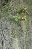 Jírovec maďal (Aesculus hippocastanum)