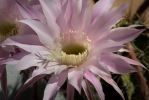 Kaktus (Echinopsis oxygona)