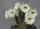 Kaktus (Echinopsis sp.)
