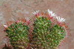 Kaktus (Mammillaria sp.)