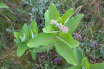 Klejicha hedvábná (Asclepias syriaca)
